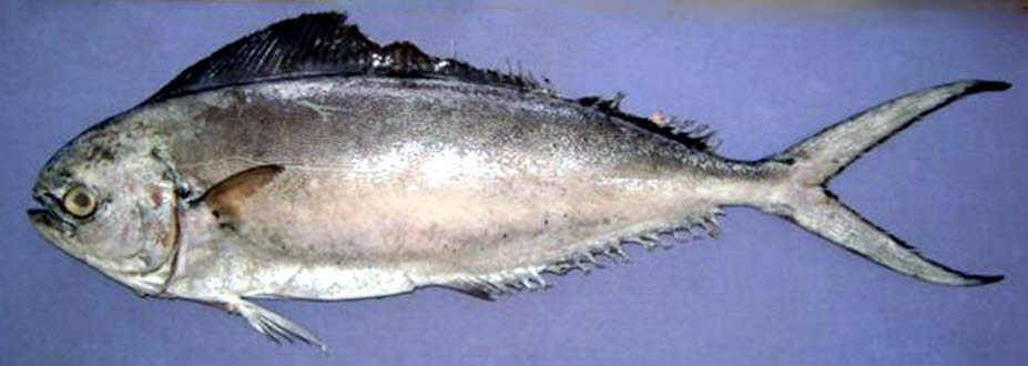 Coryphaena equiselis_04